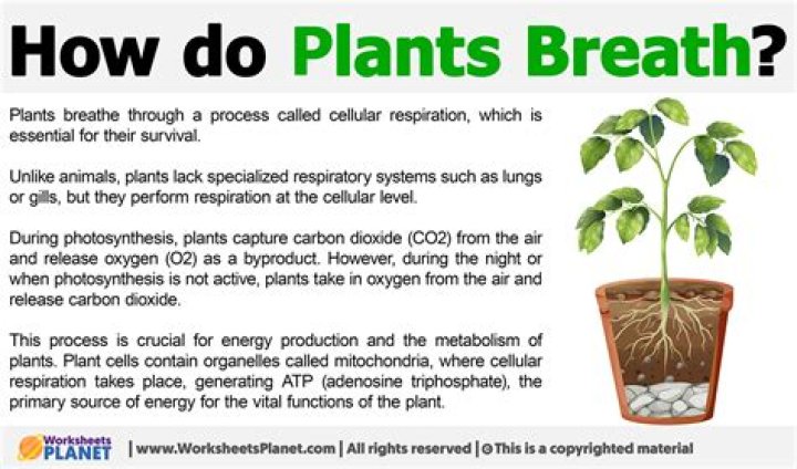 how do plants breathe - Lisbd-net.com