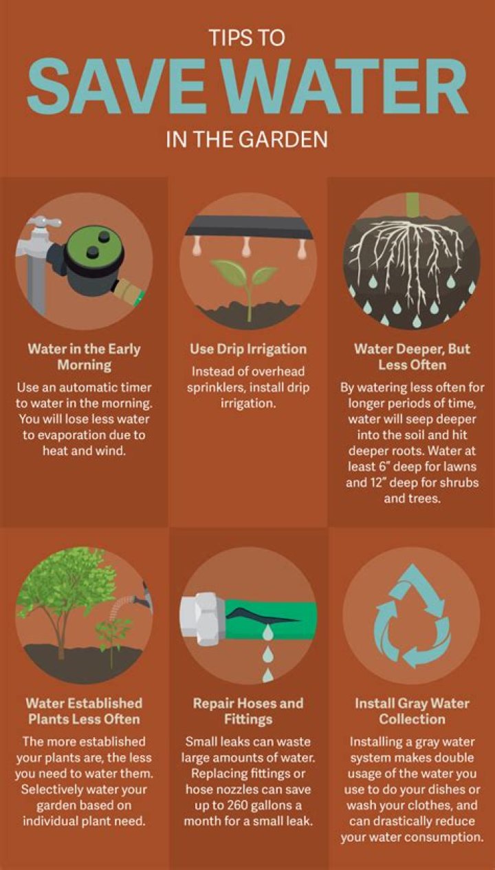 how do plants conserve water