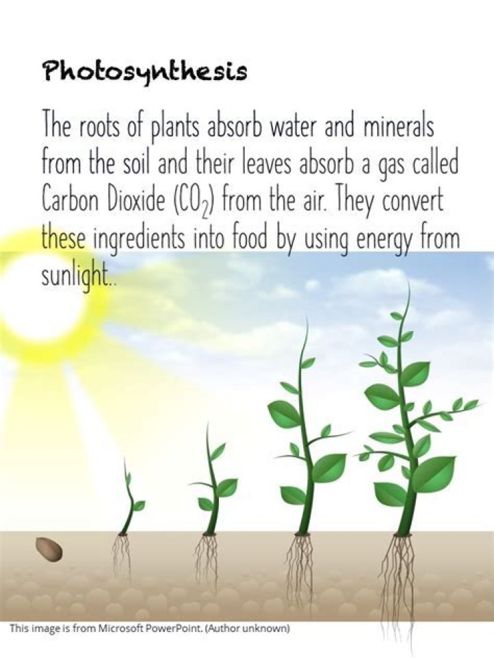 how do plants obtain food