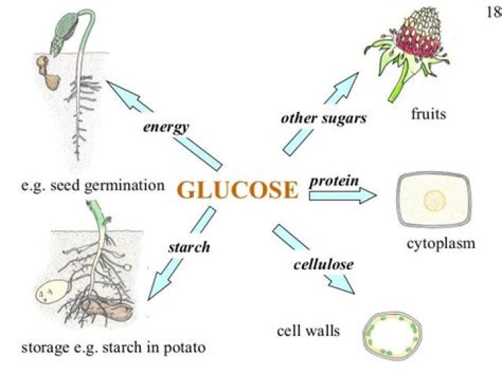 how do plants store glucose