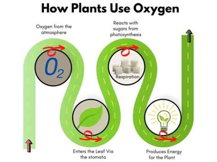 how do plants use oxygen