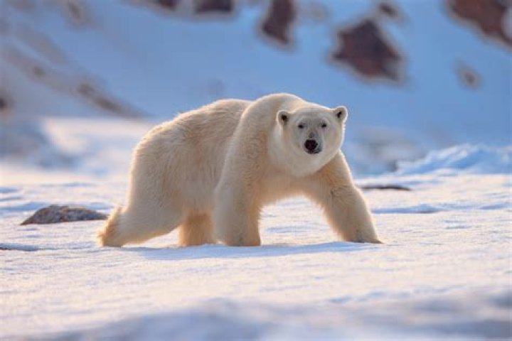 how do polar bears adapt