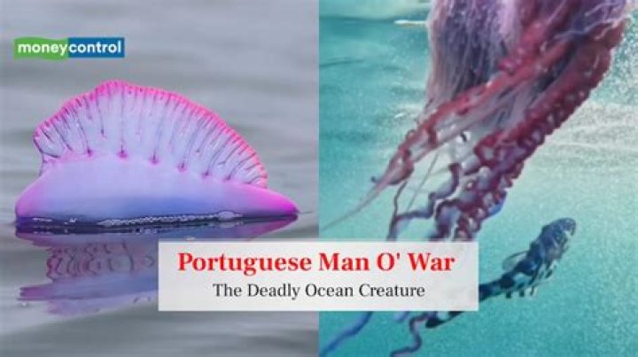 how do portuguese man of war reproduce