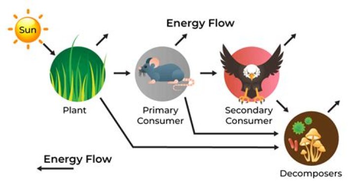 how do producers and consumers obtain energy