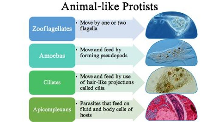 how do protists help humans