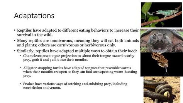 how do reptiles adapt to their environment
