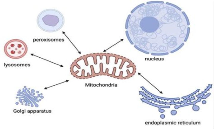 how do ribosomes interact with other organelles