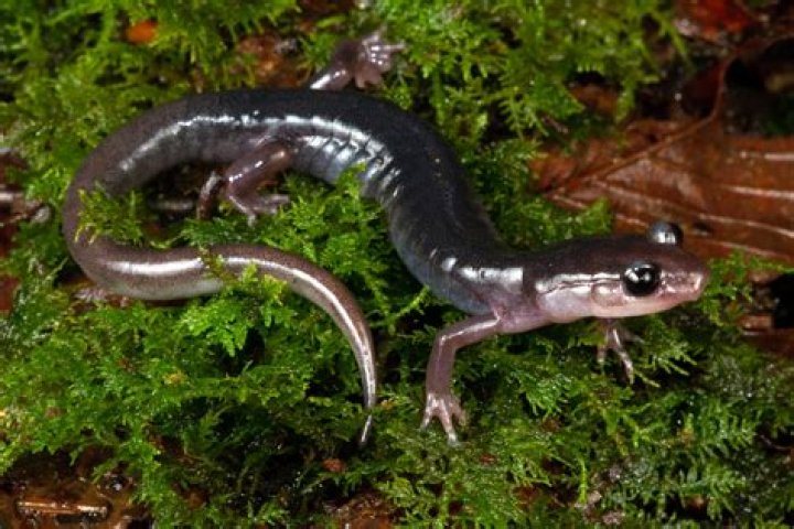 how do salamanders mate - Lisbd-net.com
