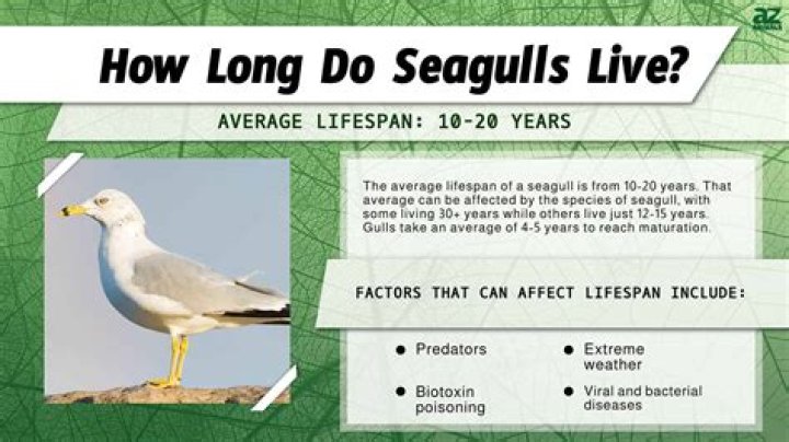 how do seagulls reproduce - Lisbd-net.com