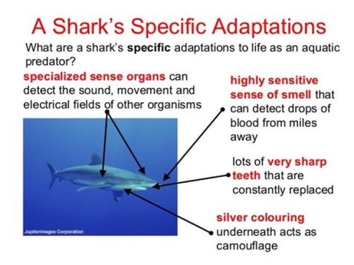 how do sharks adapt to their environment