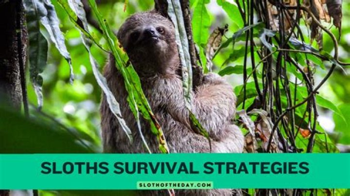 how do sloths survive in the rainforest