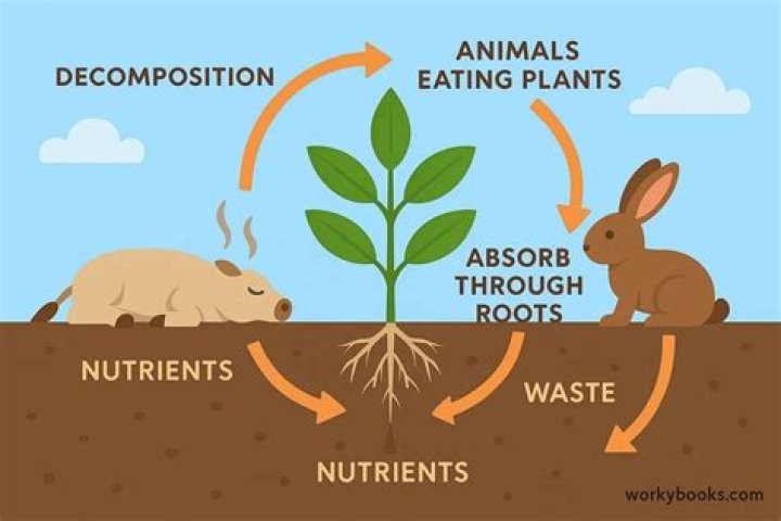 how do snails return nutrients to the ecosystem