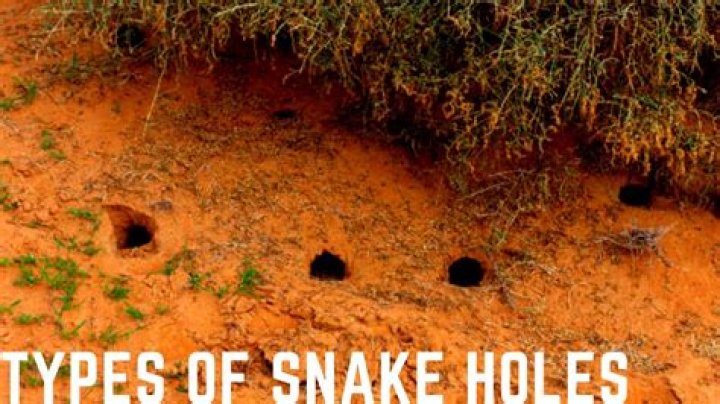 how do snakes make holes