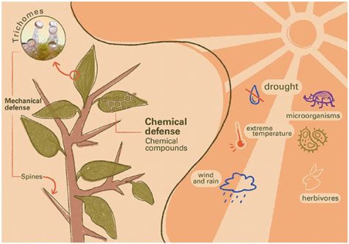 how do some ferns protect against herbivores?