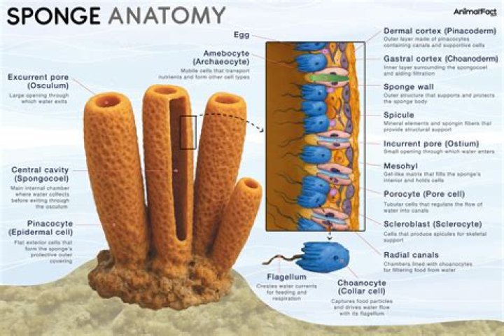 how do sponges breathe - Lisbd-net.com