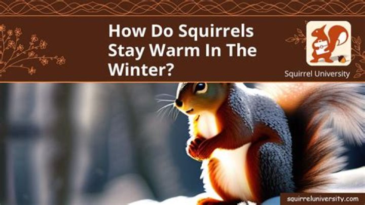 how do squirrels stay warm in the winter