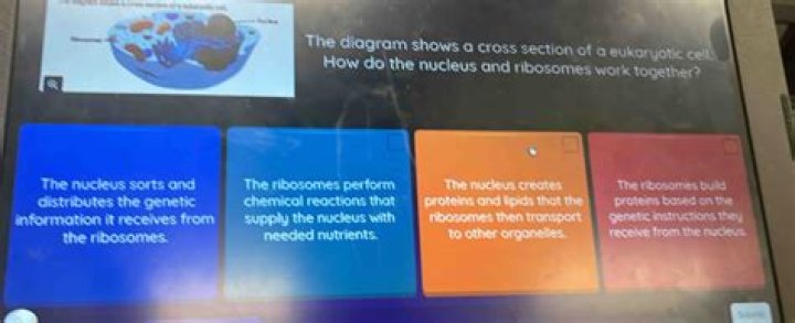 how do the nucleus and ribosomes work together