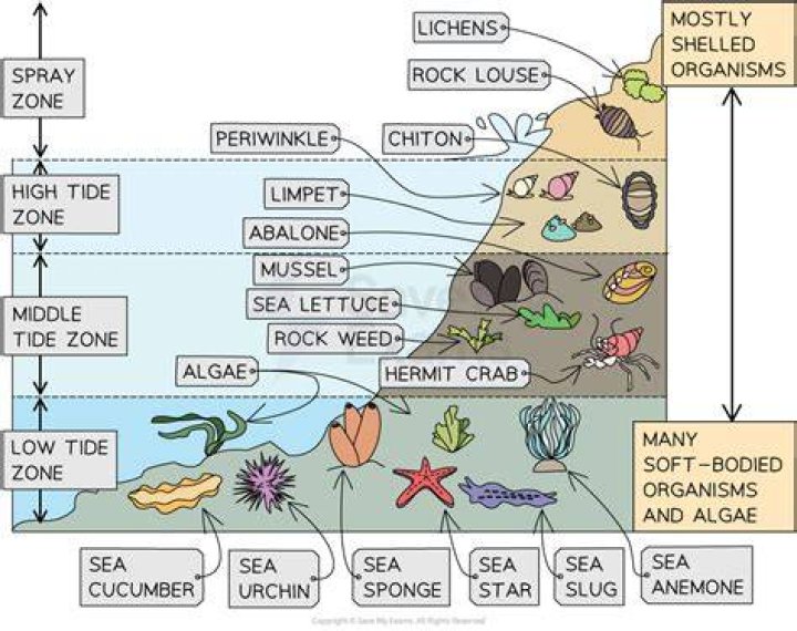 how do tides affect the organisms living in intertidal zones?
