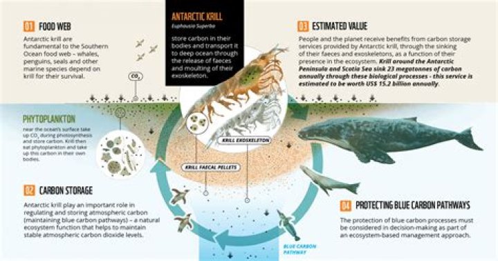 how do tiny krill provide enough food to sustain whales