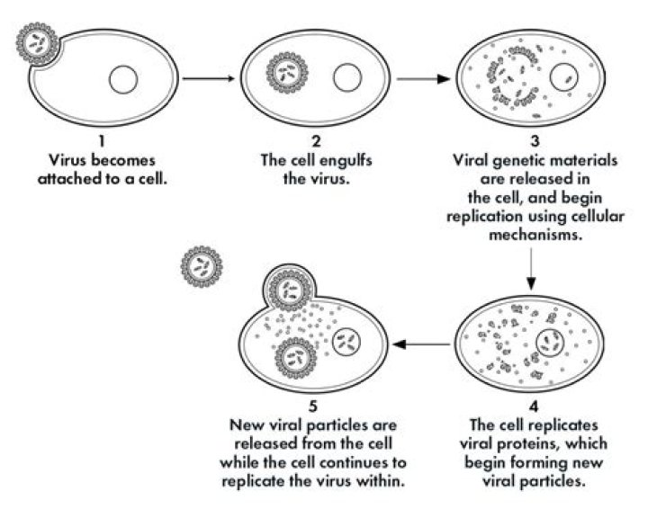how do viruses replicate quizlet