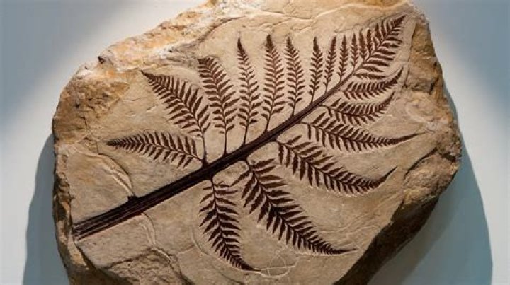 how do we find fossils