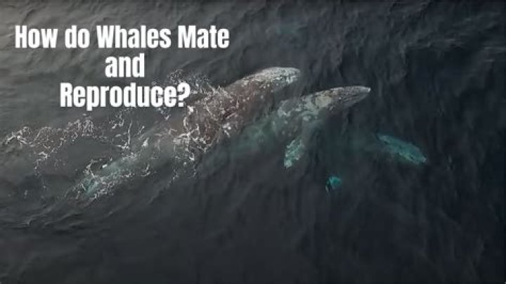how do whales mate diagram