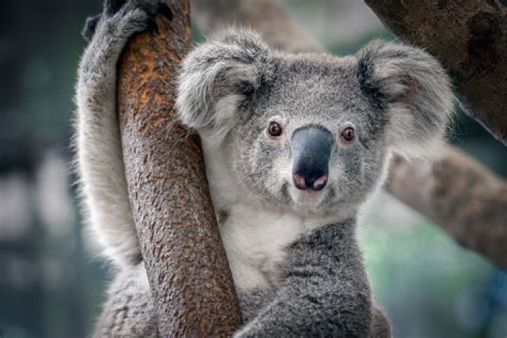 how do you spell koala bear