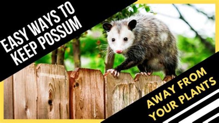 how do you spell possum like the animal