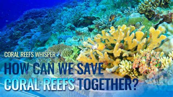 how do you think logging will affect a coral reef