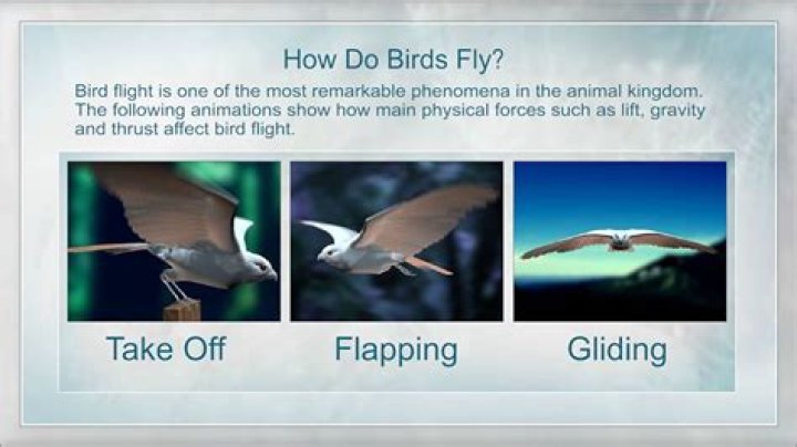 how does a bird move