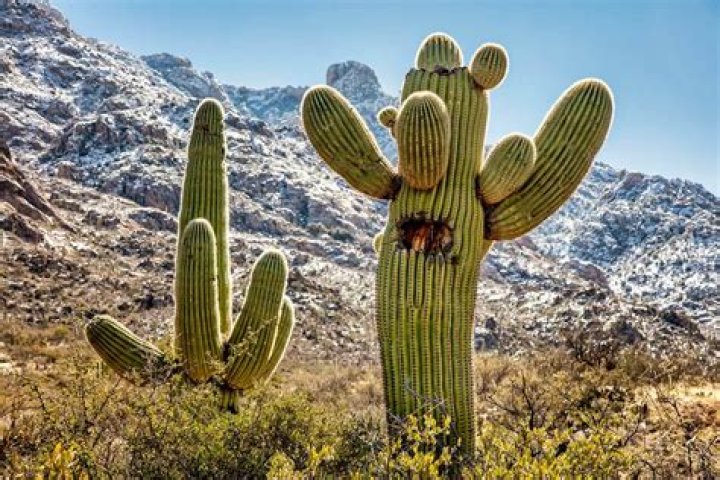 how does a cactus grow in the desert