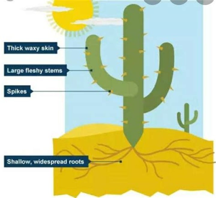 how does a cactus survive in the desert