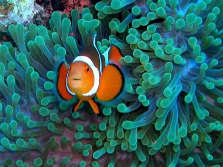How Does A Clownfish Help An Anemone?