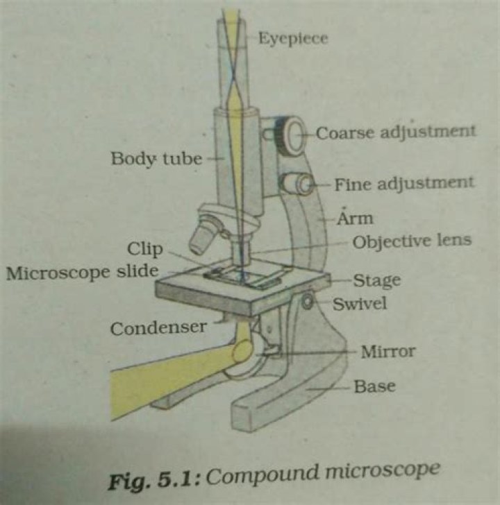 how does a compound microscope work