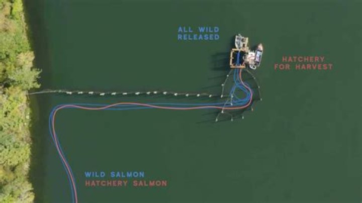 how does a fish trap work