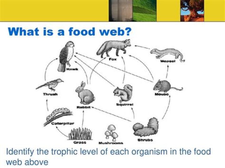 how does a food chain differ from a food web