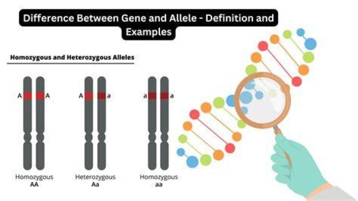 how does a gene differ from a genome