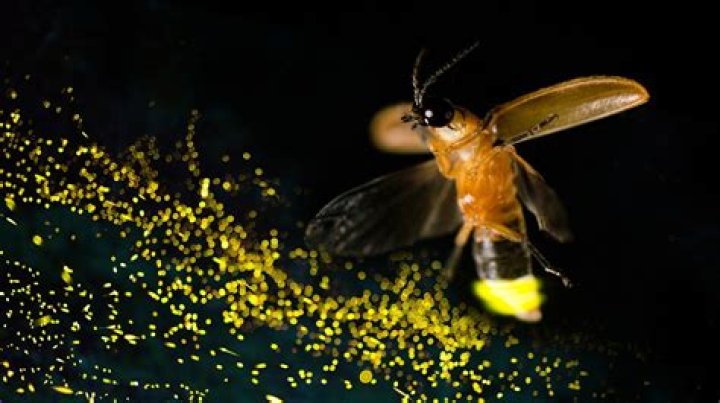 how does a glow worm produce electricity