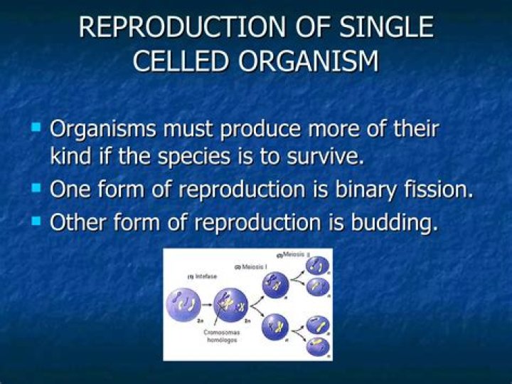 how does a single celled organism grow