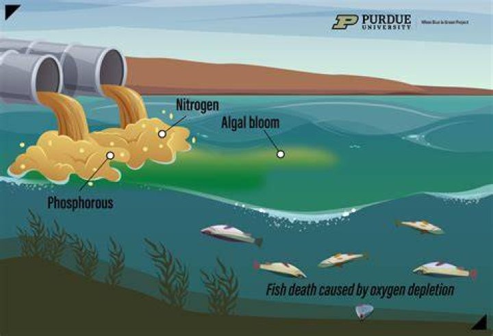 how does algae move - Lisbd-net.com