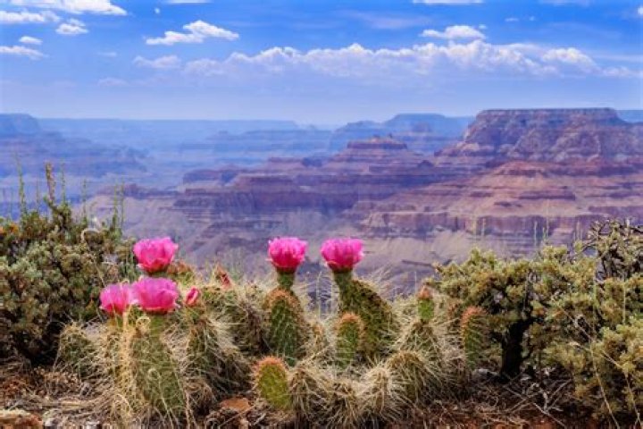how does cactus survive in the desert