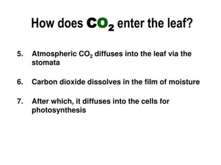 how does co2 enter the leaf