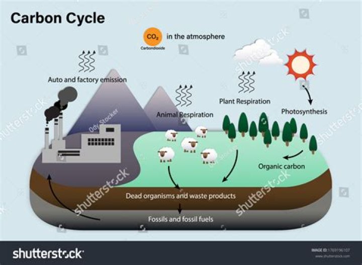 how does combustion affect the carbon cycle
