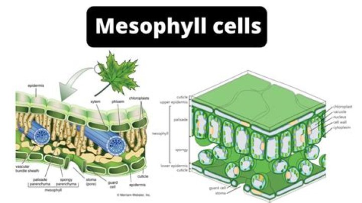 how does having cells with walls help a leaf absorb energy