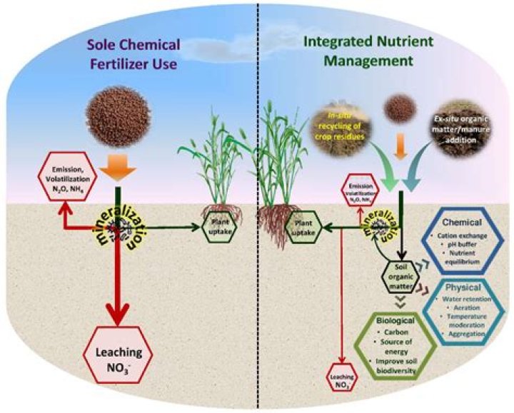 how does high biodiversity allow soils to stay nutrient rich?