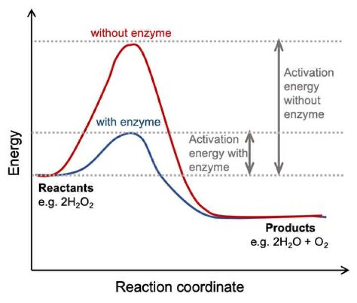 how does high heat impact most enzymes