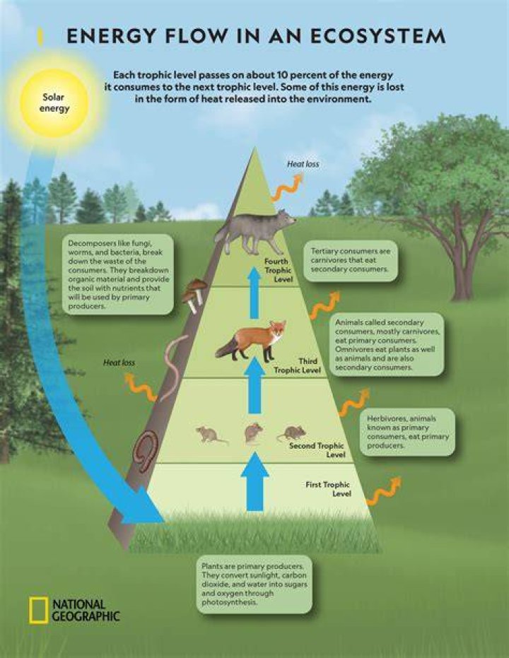 how does matter and energy move through an ecosystem