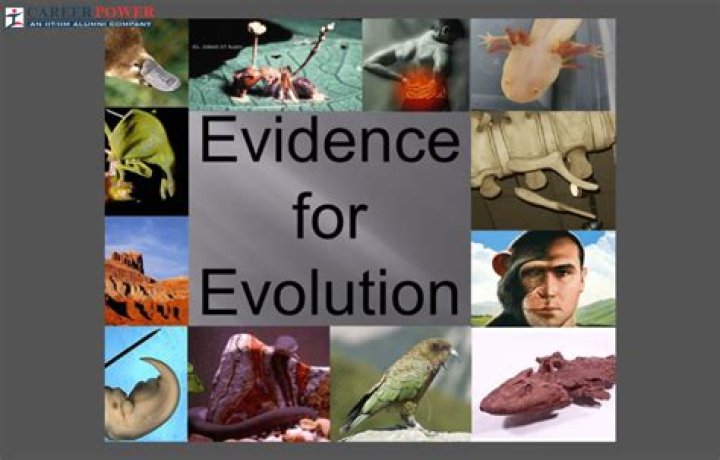 how does morphology provide evidence of evolution