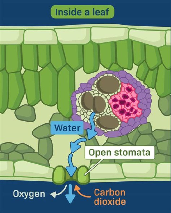 how does oxygen leave the plant