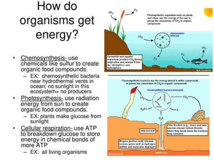 how does paramecium obtain energy